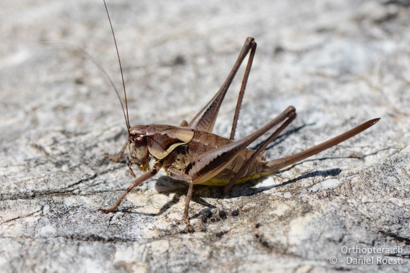 Pholidoptera macedonica ♀ - GR, Ostmakedonien, Mt. Pangeon, 06.07.2017