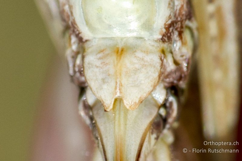 Subgenitalplatte von Platycleis albopunctata ♀. Die Seiten laufen gegen das Ende zusammen und die Seitensklerite sind an der Basis nicht verwachsen - CH, SH, Hemmental, 13.08.2011