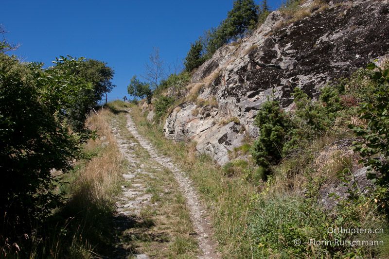 Strukturreiche Felsensteppe - CH, VS, Jeizinen, 10.08.2013