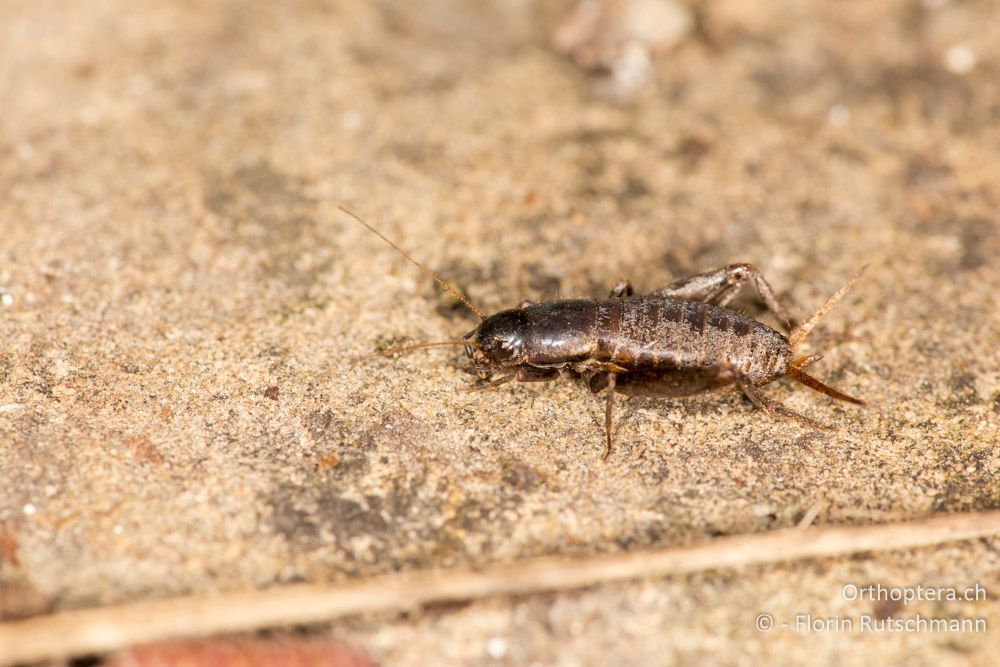 Mogoplistes brunneus ♀ - IT, Marken, Fabriano, 08.10.2014