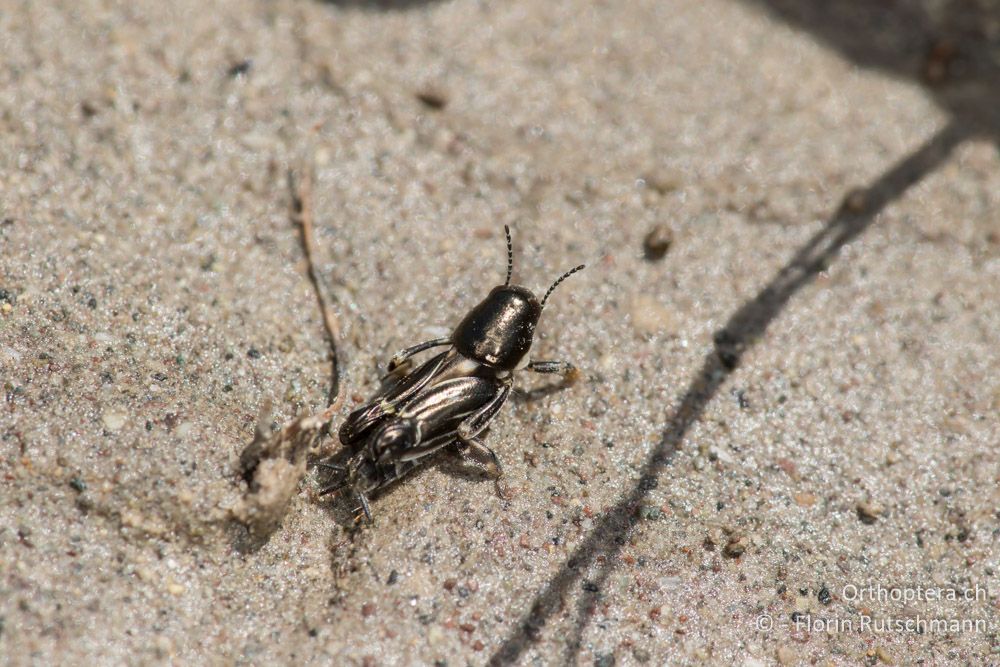 Xya variagata ♀ - GR, Mittelgriechenland, Mt. Iti, 14.06.2015