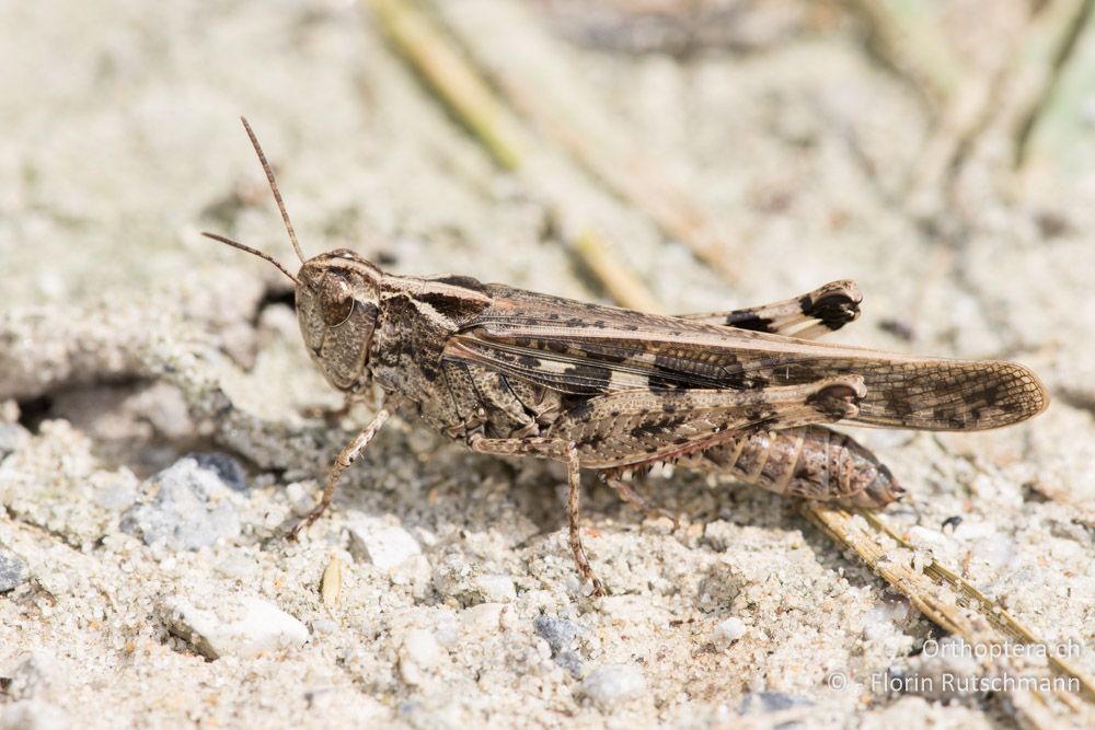 Aiolopus thalassinus ♀ - GR, Zentralmakedonien, Methoni, 19.06.2015