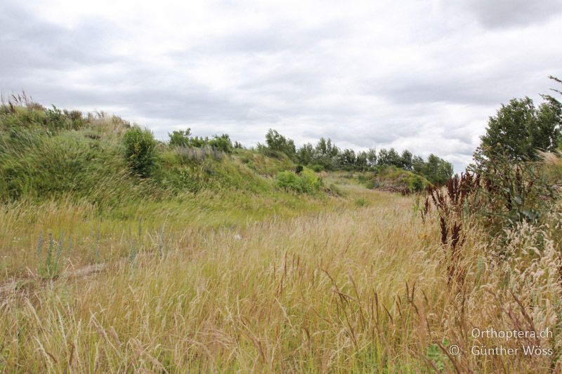 Langgrasige Böschungen - AT, Burgenland, Seewinkel, 26.06.2014