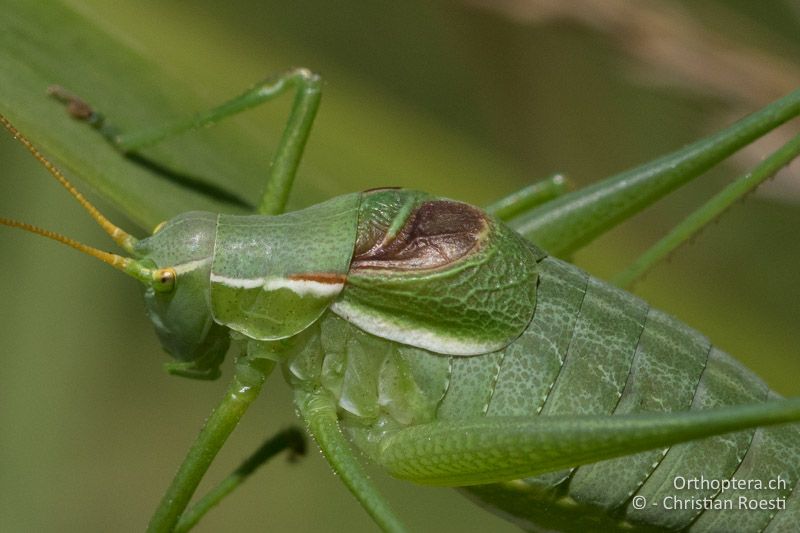 Vorderflügel von Isophya modesta ♂ - AT, Burgenland, Rohrbach bei Mattersburg, 05.07.2016