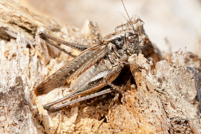 Platycleis albopunctata ♂ - CH, BE, Jaunpass, 08.10.2010