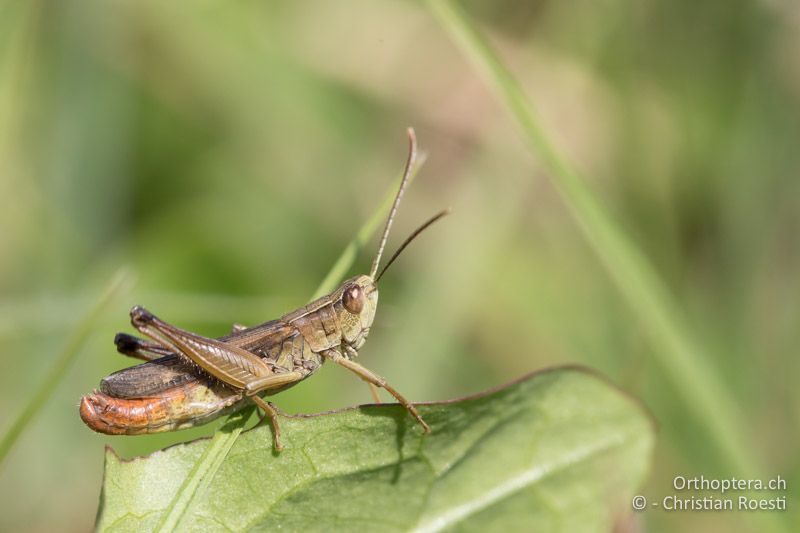 Weissfüssiger Grashüpfer (Chorthippus oschei) - GR, Westmakedonien, Kleiner Prespasee, 13.07.2017