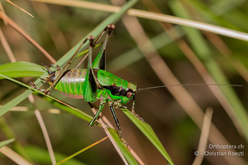 Eupholidoptera chabrieri ♂ - CH, TI, Mt. Caslano, 11.10.2011