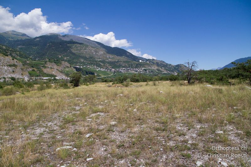 Steppe auf einem ehemaligen Flussarm der Rhone - CH, VS, Pfynwald, 11.08.2013