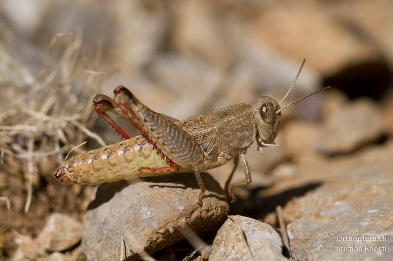 Weibchen von Paracaloptenus caloptenoides caloptenoides - Mikro Papigko, 15.07.2012