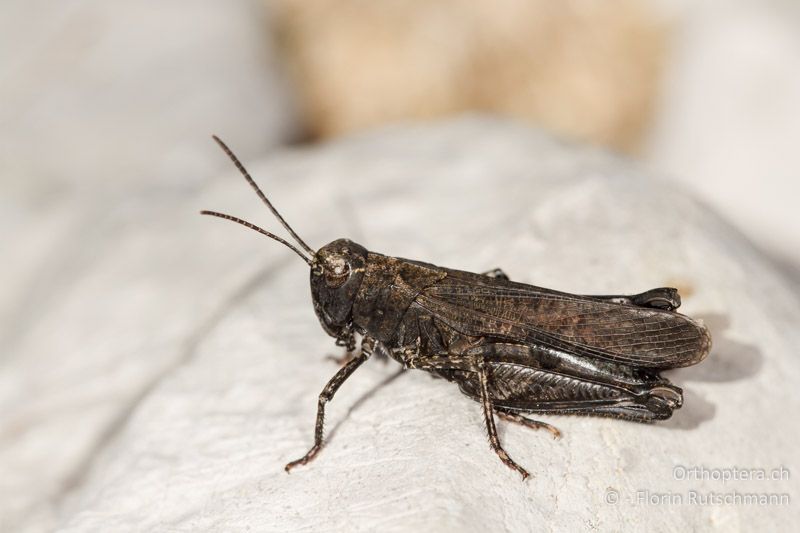 Celes variabilis ♂ - GR, Epirus, Mt. Tymphi, 16.07.2012