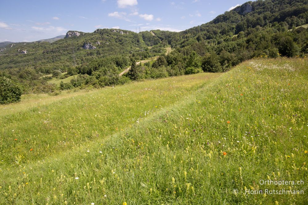 Blütenreiche Bergwiese - HR, Istrien, Vela Učka, 22.06.2016