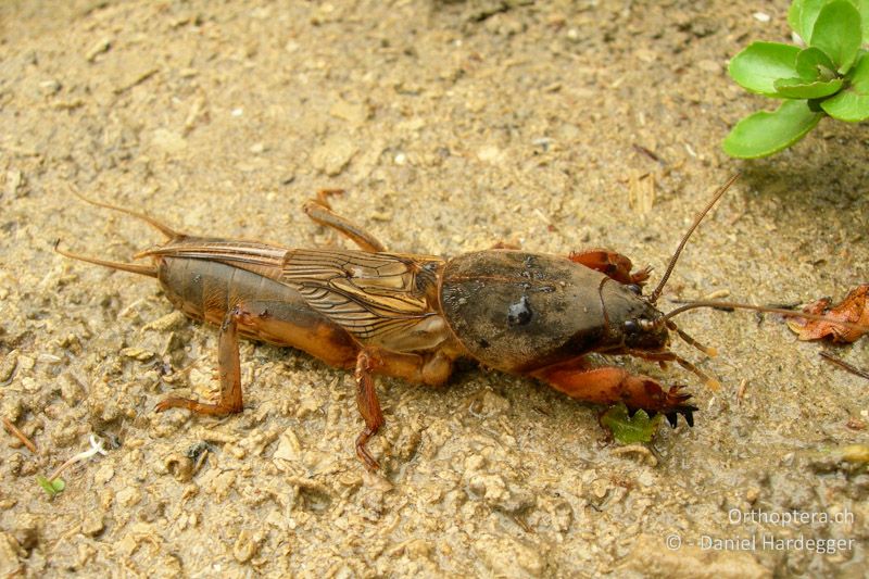 Gryllotalpa gryllotalpa ♂ - CH, ZH, Uster, 15.06.2006