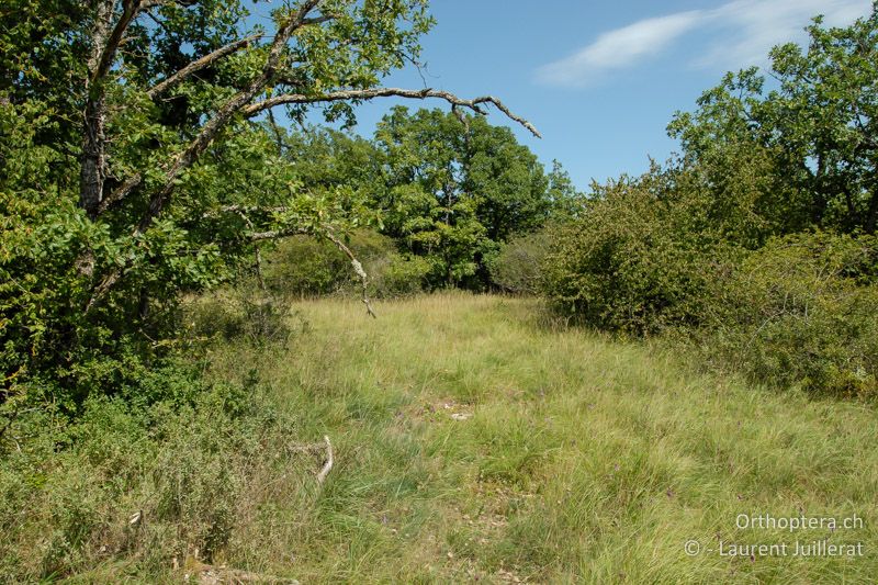 Gebüschreiche Trockenwiese - CH, VD, La Sarraz, 19.08.2011