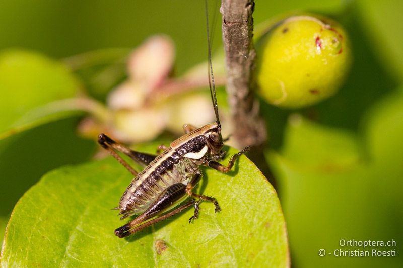 Eupholidoptera schmidti ♀ im drittletzten Larvenstadium - HR, Istrien, Orihi, 03.06.2014