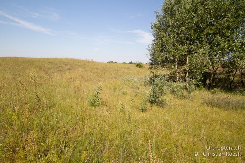 Lückig bewachsene Sanddüne im Übergangsbereich zum Wald - HU, Südliche Grosse Tiefebene, Kecskemét, 08.07.2016