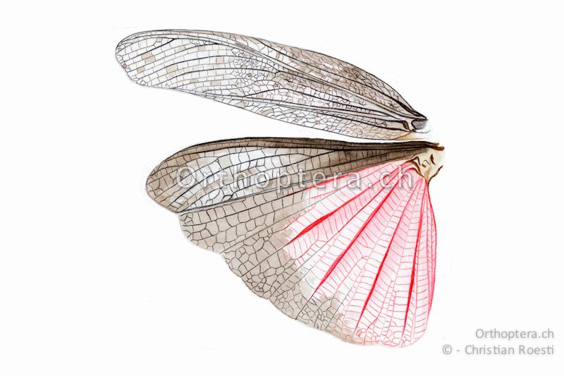 Linke Flügel von Bryodemella tuberculata ♂.