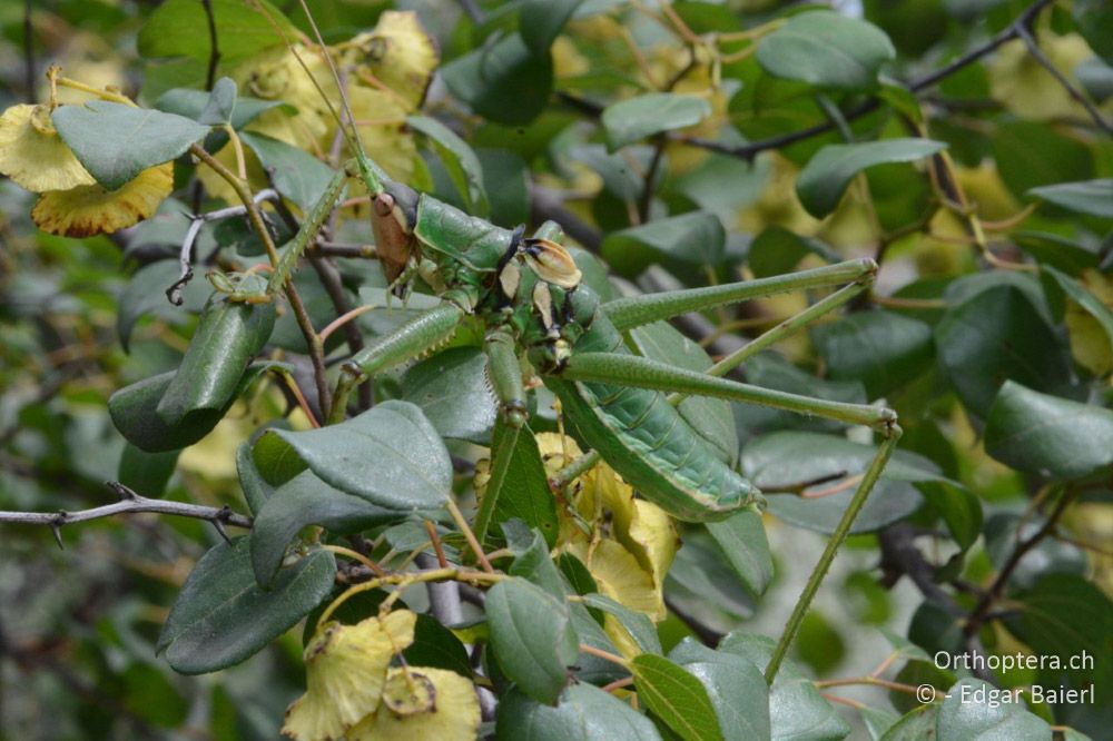 Saga natoliae ♂: trotz der Grösse fast unsichtbar - BG, Blagoewgrad, Rupite, 13.07.2018