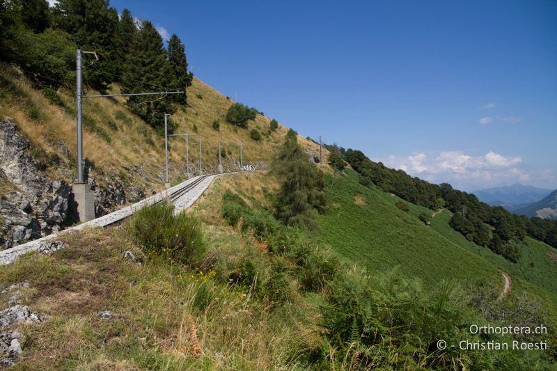 Langgrasige Wiesen und Adlerfarnflur - CH, TI, Mt. Generoso, 17.08.2013