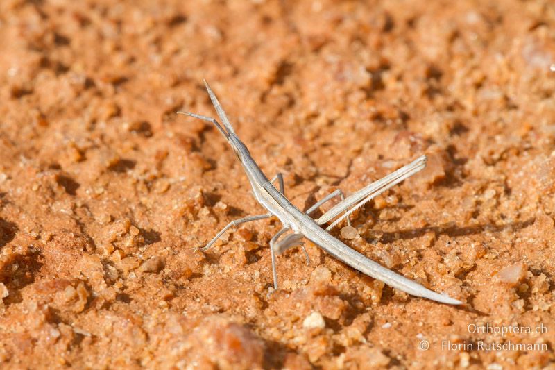 Acrida ungarica ♀ Larve - ES, Aragonien, Belchite, 27.03.2013