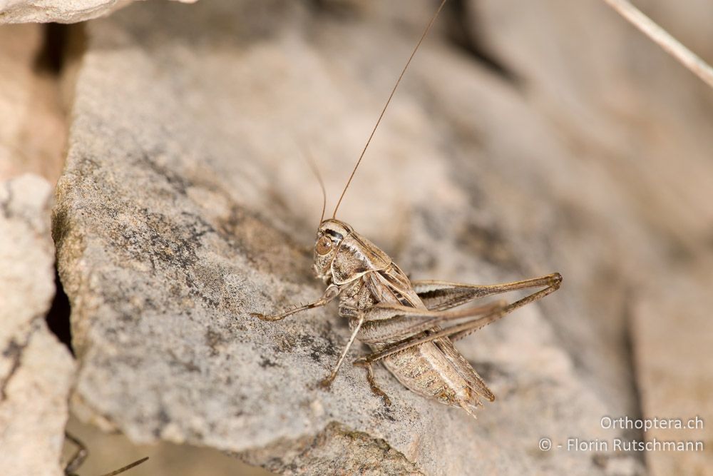 Tessellana tessellata ♂ - IT, Marken, Cacciano, 24.09.2014