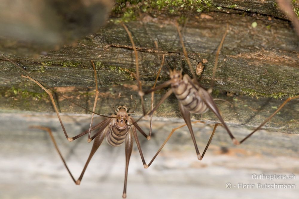 Dolichopoda annae - GR, Thessalien, Mt. Ossa, 20.06.2015