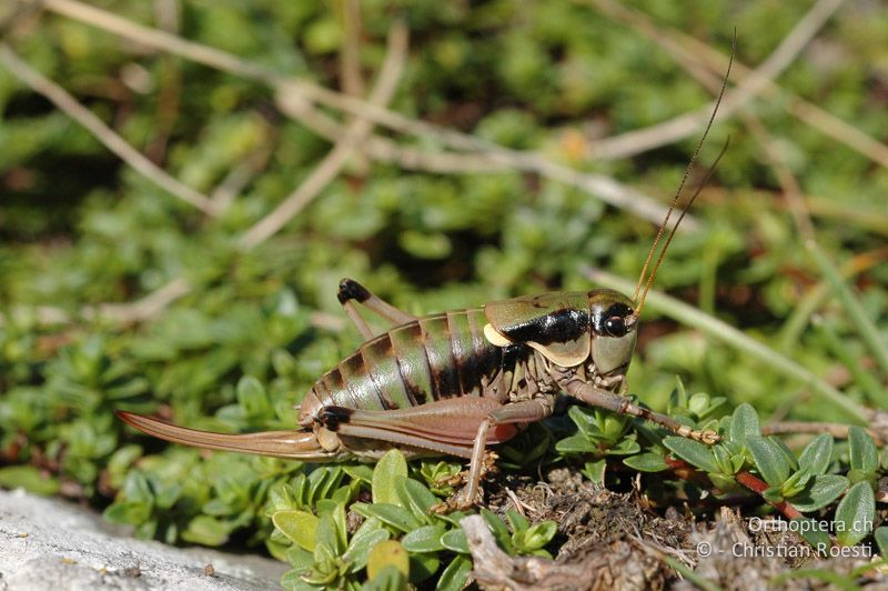 Anonconotus alpinus ♀ - FR, Drôme, Col de la Croix-Haute, 02.09.2007