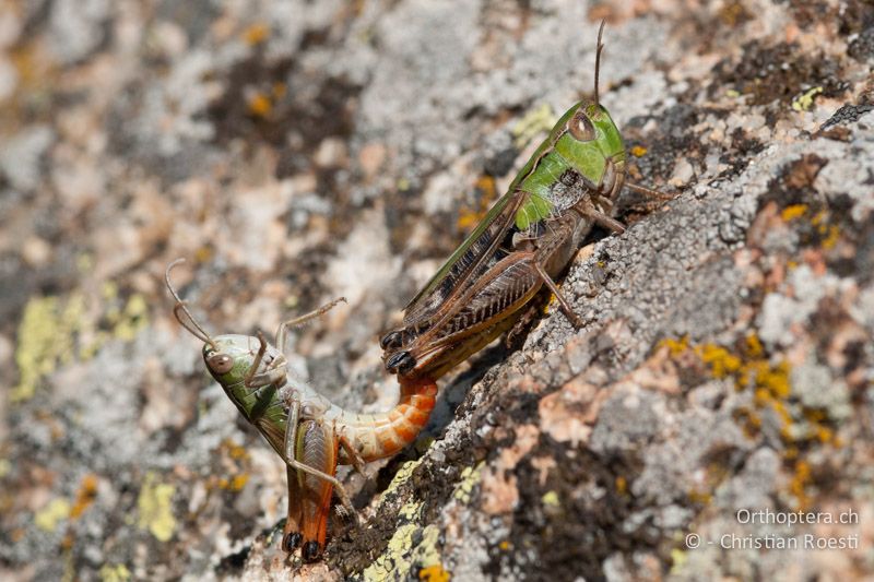 Stenobothrus nigromaculatus ♂♀. Das kleinere ♂ ist in eine unnatürliche Paarungsstellung verdrängt worden. Normalerweise sitzen die ♂♂ auf den ♀♀ - FR, Pyrénées-Orientales, Latour-de-Carol, 12.08.2009