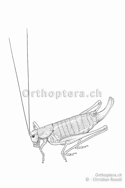 Habitus von Poecilimon intermedius ♀