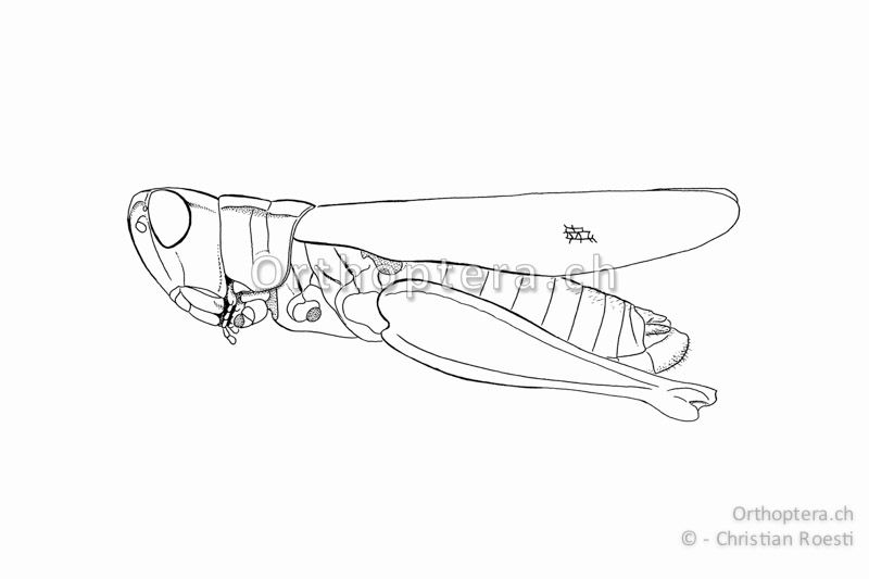Habitus von Chorthippus vagans ♂. Die Flügel sind schmal und erreichen die Hinterknie.