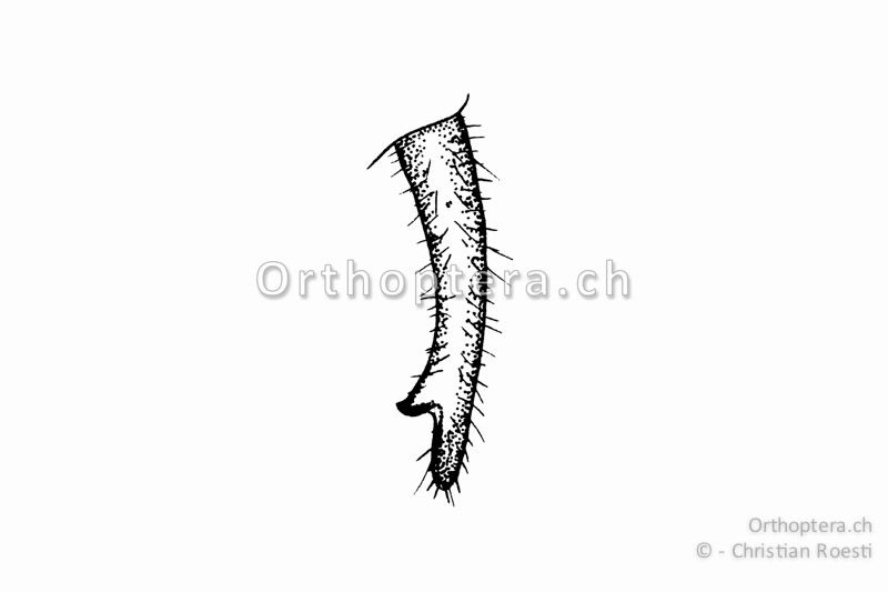 Rechter Cercus von Roeseliana azami minor ♂. Der kleine, abgerundete Innenzahn befindet sich im letzten Viertel der Cerci.