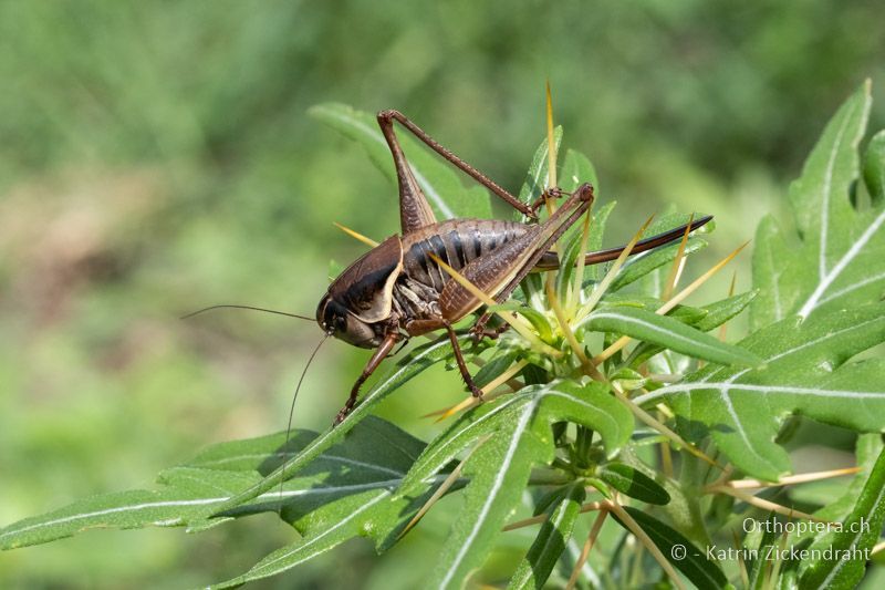 Pholidoptera brevipes ♀ - BG, Chaskowo, Matochina, 09.07.2018