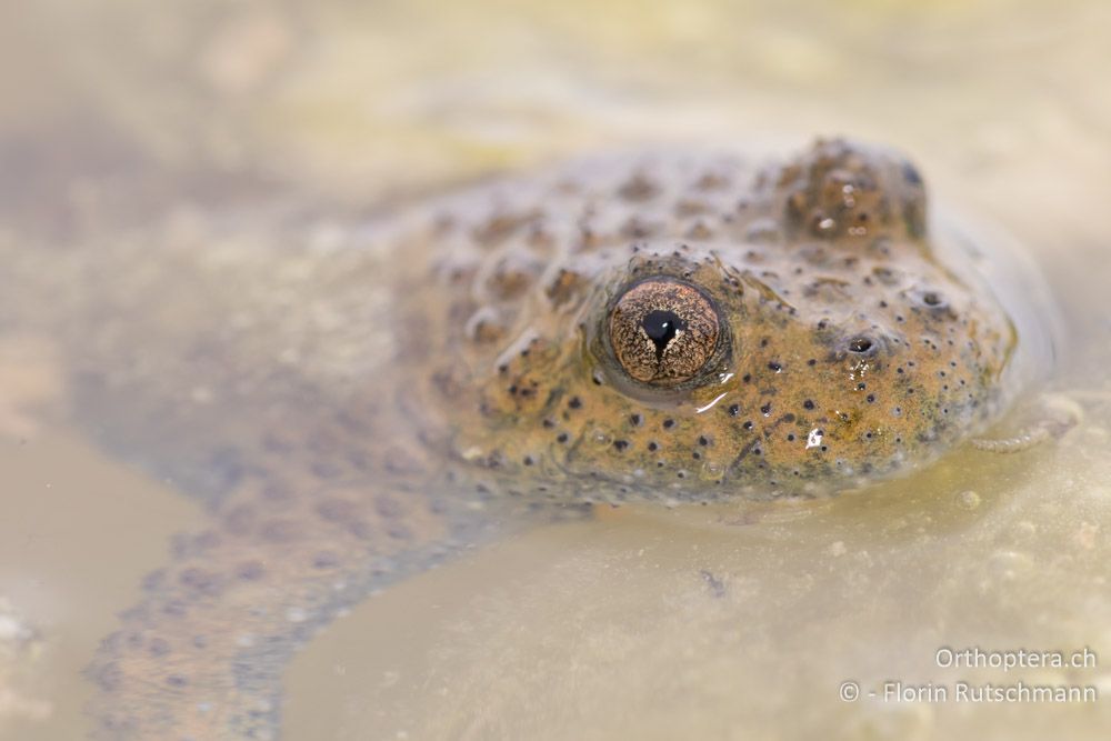 Gelbbauchunke (Bombina variegata) - GR, Thessalien, Mt. Ossa, 21.06.2015