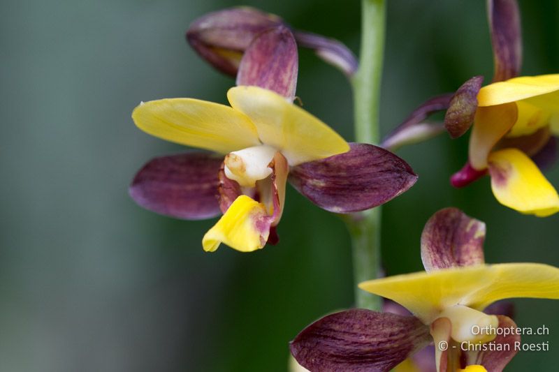 Orchidee, Eulophia streptopetala - SA, Nort West, Rustenburg, Sparkling Waters Hotel, Magaliesberg, 14.01.2015
