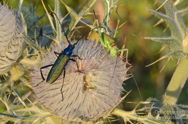 Moschusbock (Aromia moschata) erhält Besuch einer Balkan-Sattelschrecke (Ephippiger discoidalis) - HR, Istrien, Vela Učka, 20.07.2015