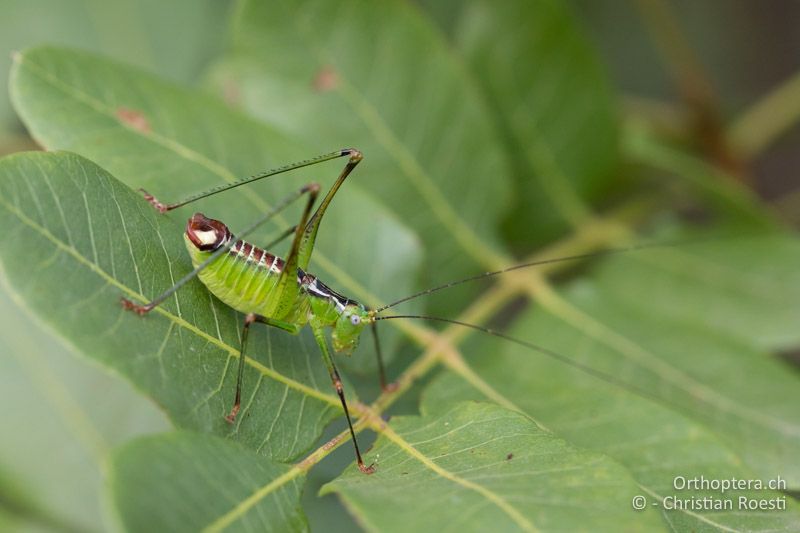 Andreiniimon nuptialis ♂ - GR, Zentralmakedonien, Makrygialos, 14.07.2017
