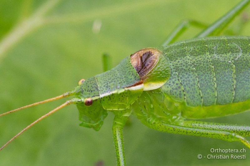 Vorderkörper von Isophya pienensis ♂ von der Seite betrachtet - RU, Transilvania, Harghita-Băi, 14.07.2020