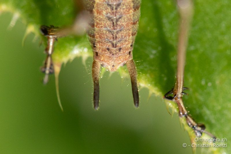 Cerci von Pachytrachis gracilis ♂ - ROM, Buzau, Berca, 18.07.2020