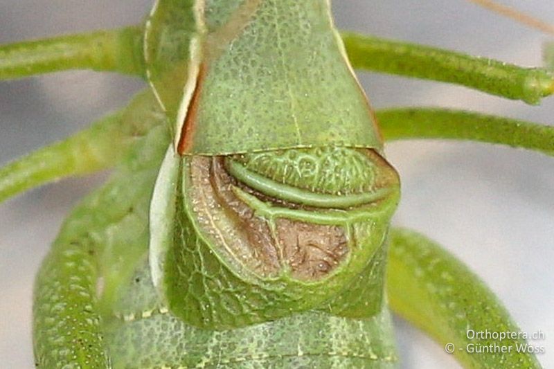 Linker Vorderflügel von Isophya costata ♂ - AT, Niederösterreich, Braunsberg, 24.05.2015