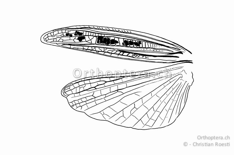 Linke Flügel von Stenobothrus nigromaculatus ♂. Das Medialfeld weist die namensgebenden schwarzen Flecken auf.