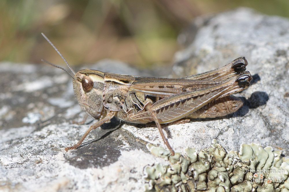 ♀ von Stenobothrus fischeri - HR, Cres, Predošćica, 21.06.2016