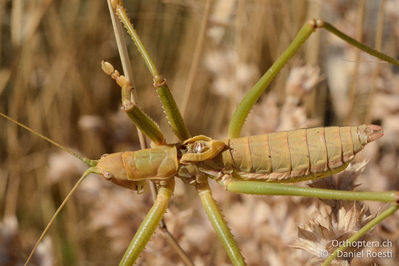 Saga hellenica ♂ - GR, Westmakedonien, Klidi, 12.07.2017