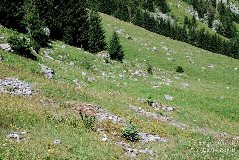 Alpweide mit Steinen und aufkommenden Büschen durchsetzt - CH, BE, Boltigen im Simmental, 15.08.2009