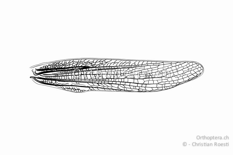 Linker Vorderflügel von Chorthippus dorsatus ♀.