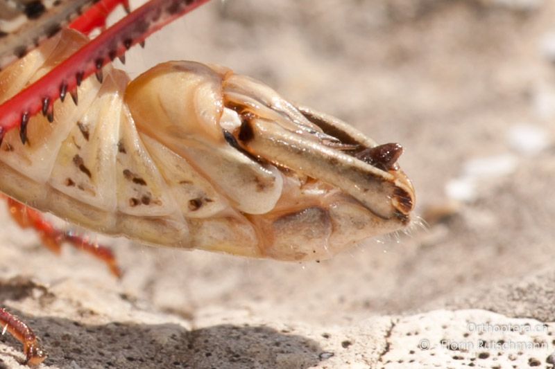 Hinterleibsende von Calliptamus italicus ♂. Die Genitalkapuze (Pallium) ragt als brauner, leicht nach hinten gebogener Stift zwischen den Cerci hervor - HR, Istrien, Brovinje, 20.07.2010