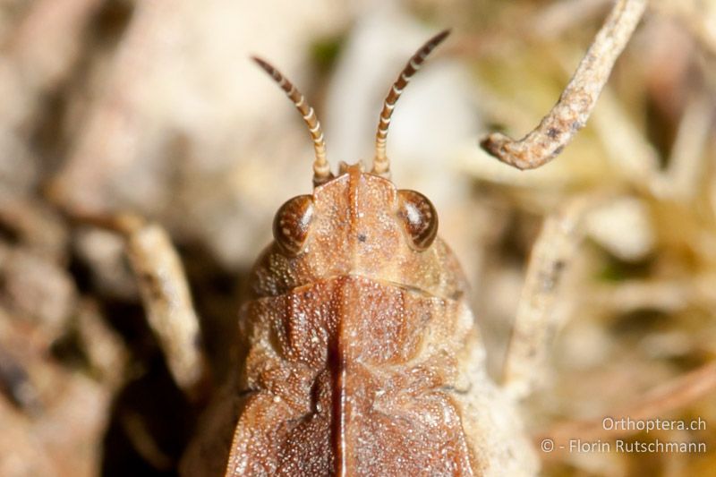 Stirngipfel und Halsschildrand von Tetrix undulata ♀ - CH, TG, Lengwiler Weiher, 02.04.2011