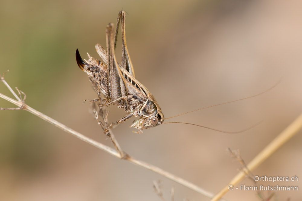 Tessellana tessellata ♀ - IT, Marken, Cacciano, 24.09.2014