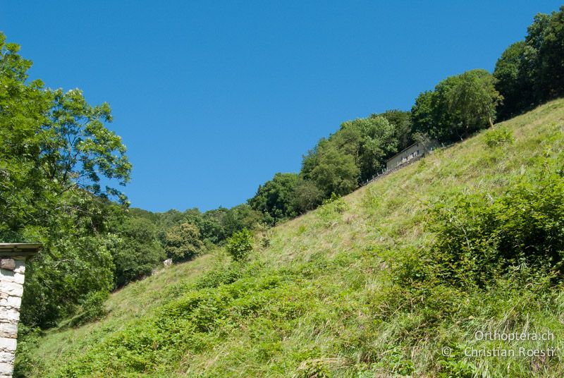 Langgrasige Wiese mit Gebüschen als Lebensraum aller vier Schweizer Pholidoptera-Arten - CH, TI, Monte im Muggiotal, 15.07.2008