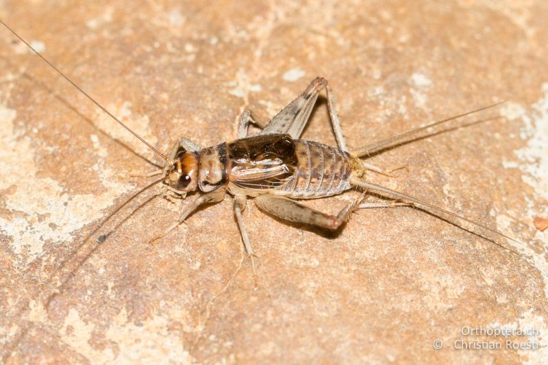 Gryllodes sigillatus ♂ - Südafrika, Vanrhynsdorp, 01.07.2017