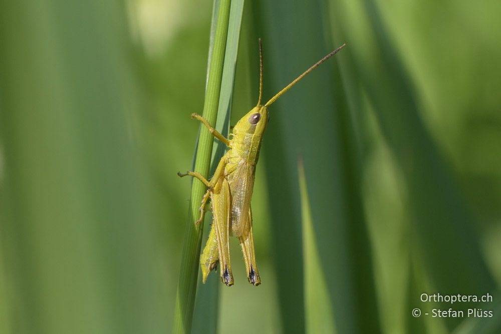 ♂ von Chrysochraon dispar giganteus - HR, Istrien, Ponte Porton, 23.06.2016