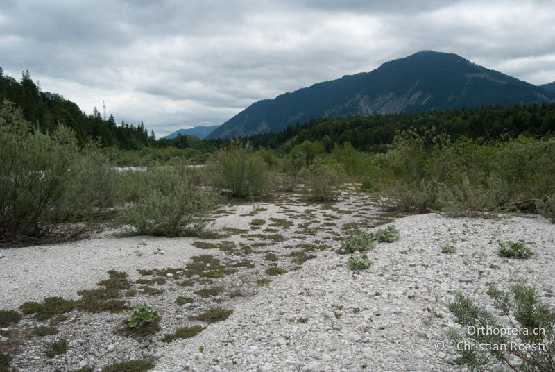 Periodisch überschwemmtes Geschiebefeld mit spärlicher Vegetation und Silberwurzteppichen - DE, Bayern, Isar, 04.08.2008